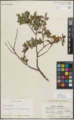 Foto von Salix myrsinifolia Salisb.